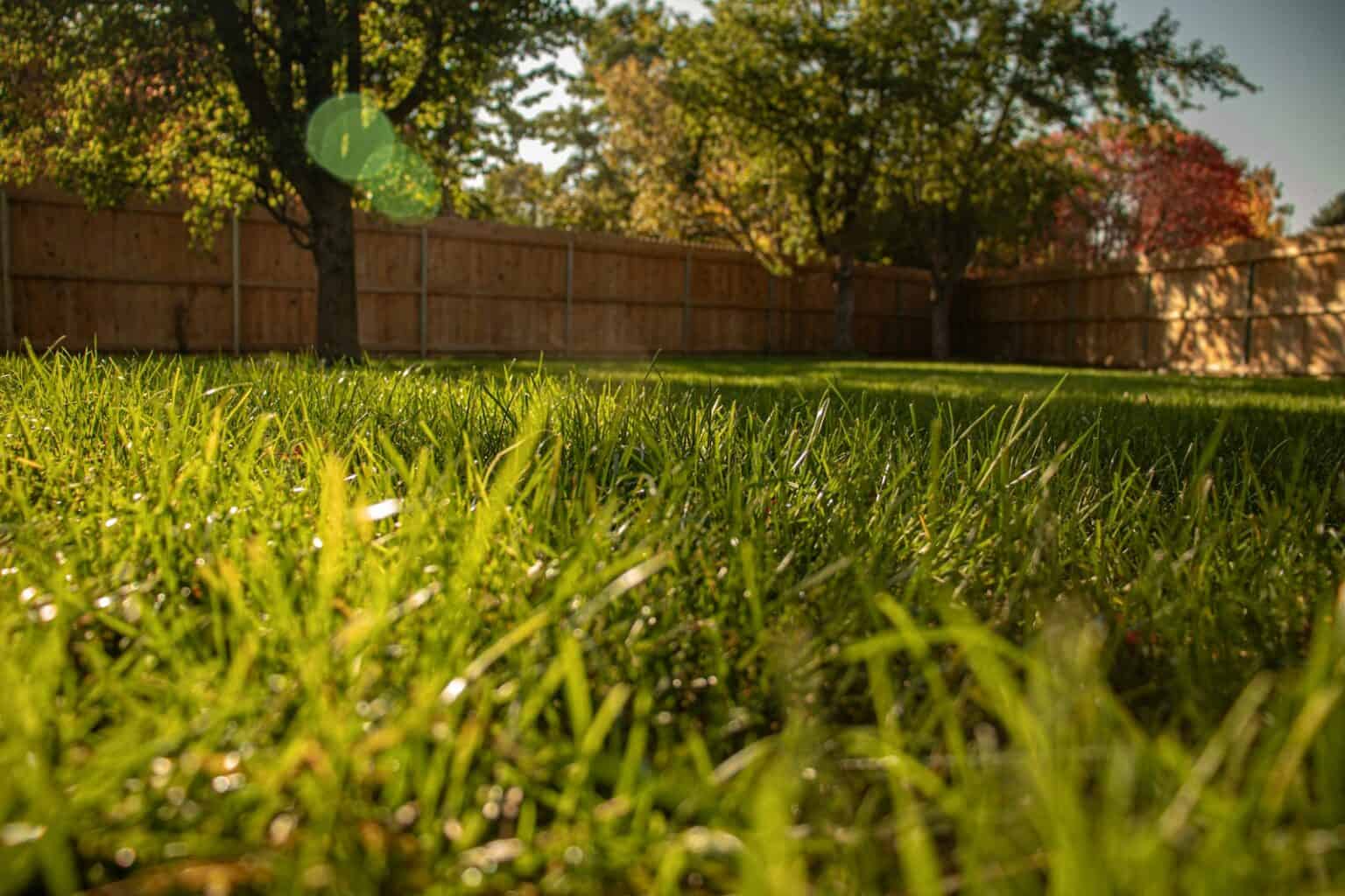 A grassy yard with a tree and fence in the background