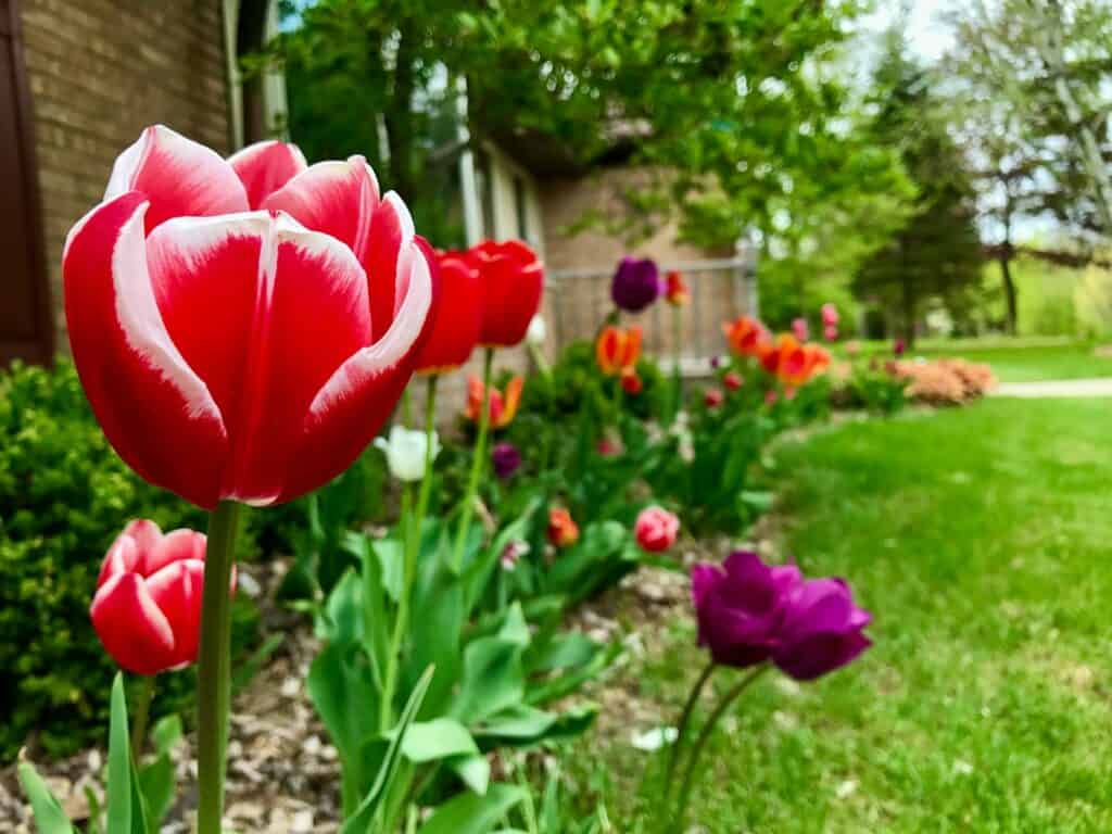 a bunch of flowers that are in the grass